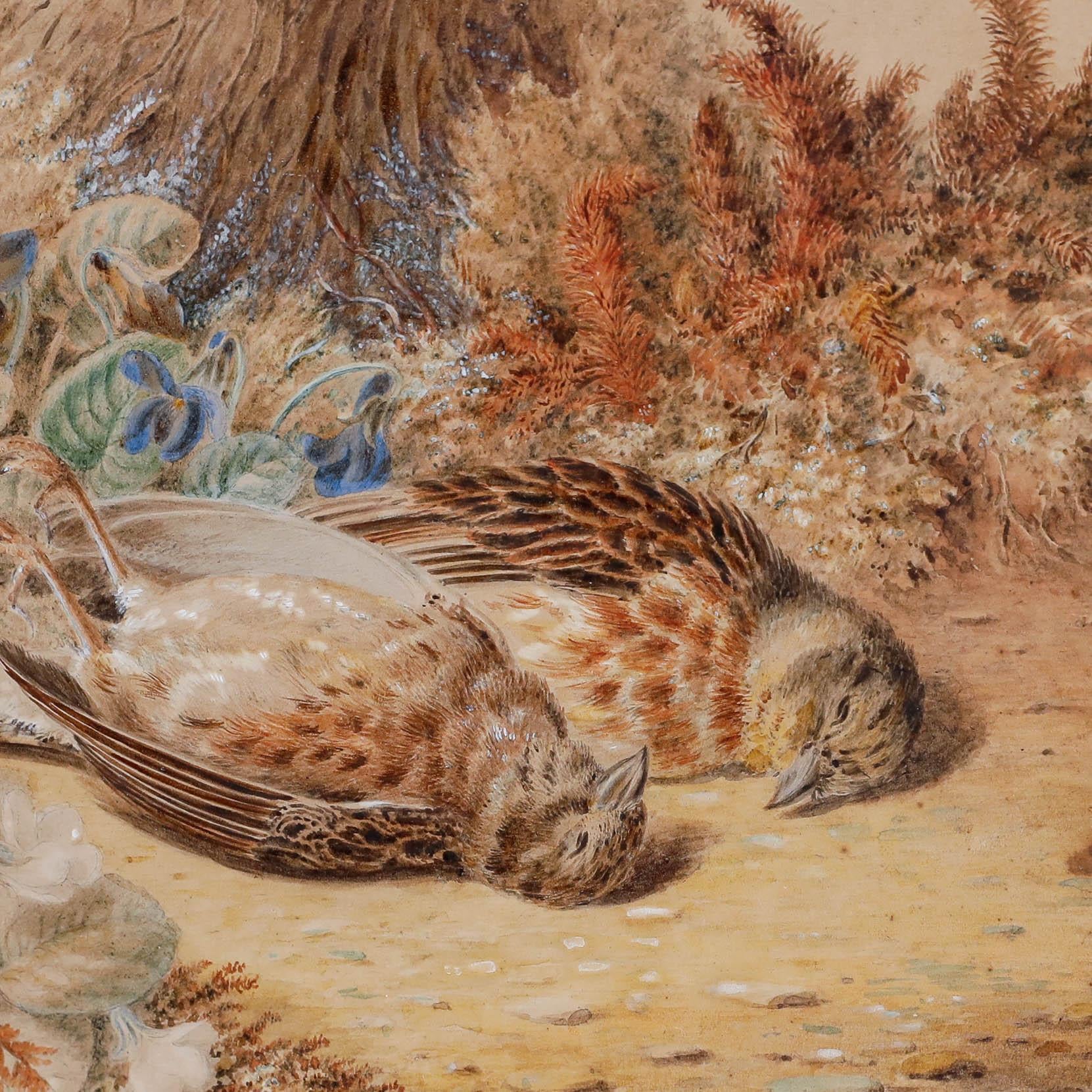 A detailed watercolour study of two dead sparrows. Though morbid in subject, dead birds have a long and rich history in Western Art History. The composition perhaps serves as a memento mori - a reminder of the fragile beauty of life. Faintly signed