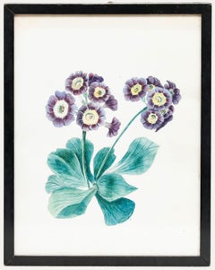 Aquarelle encadrée du 19ème siècle - Primula Auricula