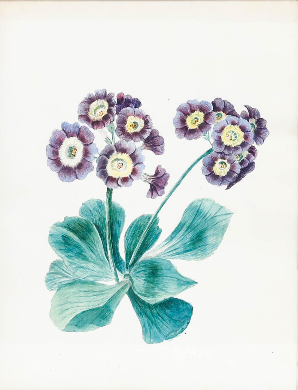 Aquarelle encadrée du 19ème siècle - Primula Auricula - Art de Unknown