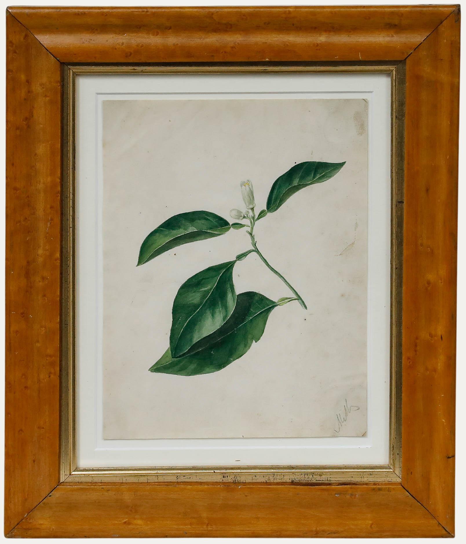 Unknown Still-Life - Framed Early 19th Century Watercolour - Study of an Orange Flower