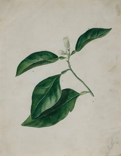 Framed Early 19th Century Watercolour - Study of an Orange Flower