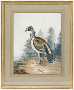 19th Century Watercolour - Portrait of a Condor
