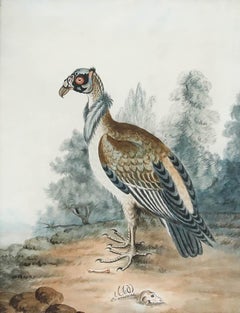 19th Century Watercolour - Portrait of a Condor