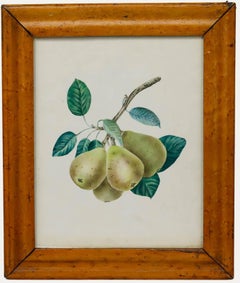 English School 19th Century Watercolour - Study of Pears on a Branch
