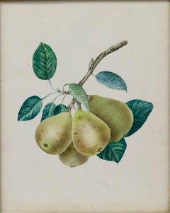 English School 19th Century Watercolour - Study of Pears on a Branch
