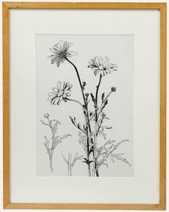 Attrib. Sylvan G. Boxsius (1878-1941) - Pen and Ink Drawing, Oxeye Daisies