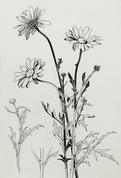 Attrib. Sylvan G. Boxsius (1878-1941) - Pen and Ink Drawing, Oxeye Daisies