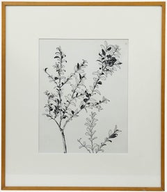 Attrib. Sylvan G. Boxsius (1878-1941) - Pen and Ink Drawing, Shrubbery Study