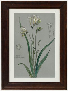 Attrib. Sylvan G. Boxsius - Pen and Ink Drawing, Friesia Refracta Alba