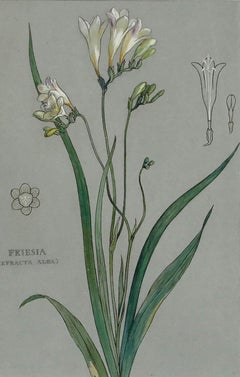 Attrib. Sylvan G. Boxsius - Pen and Ink Drawing, Friesia Refracta Alba