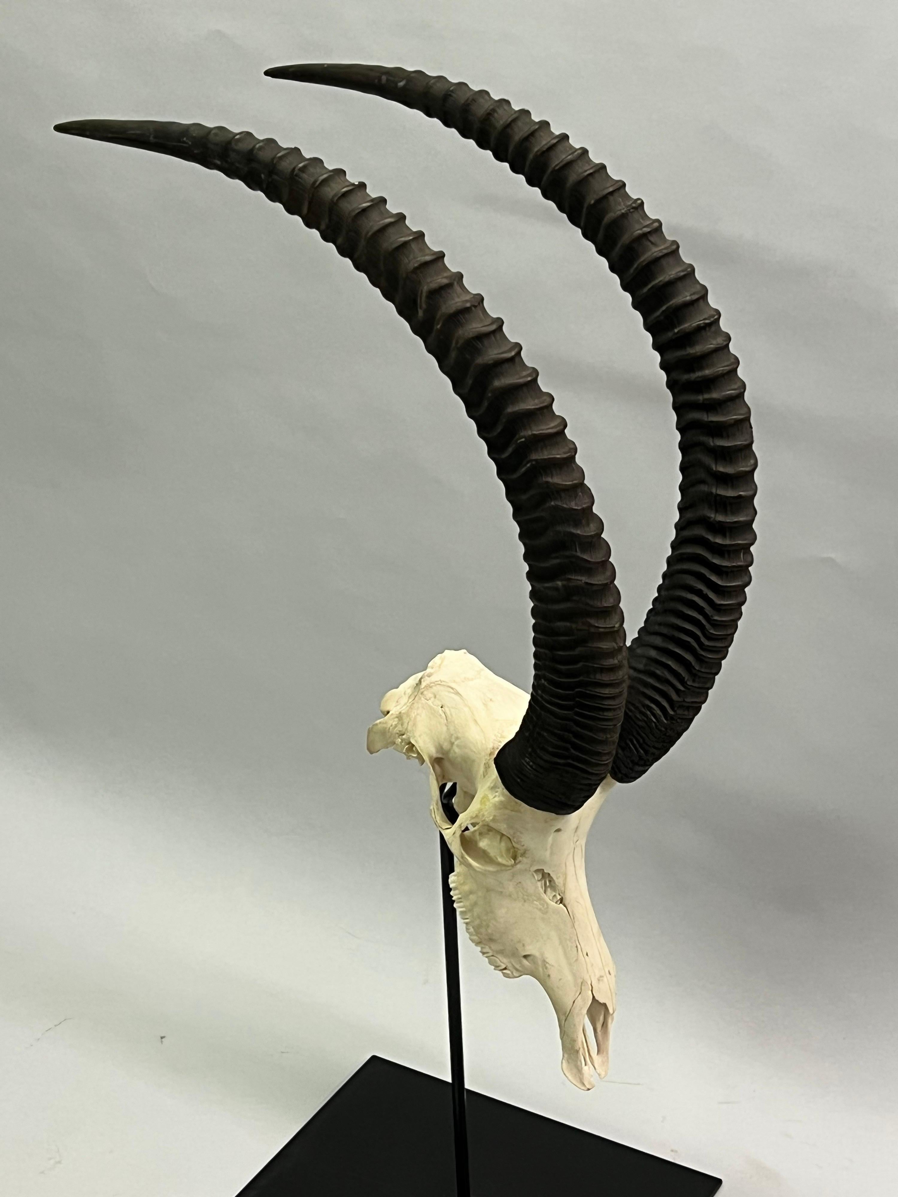 Eine prächtige, atemberaubende afrikanische Rappenantilope mit großen, gebogenen, beringten Hörnern oder Geweihen, montiert auf einem schmiedeeisernen Ständer. Das Stück ist als Skulptur montiert und vermittelt die Präsenz, Kraft, Balance und