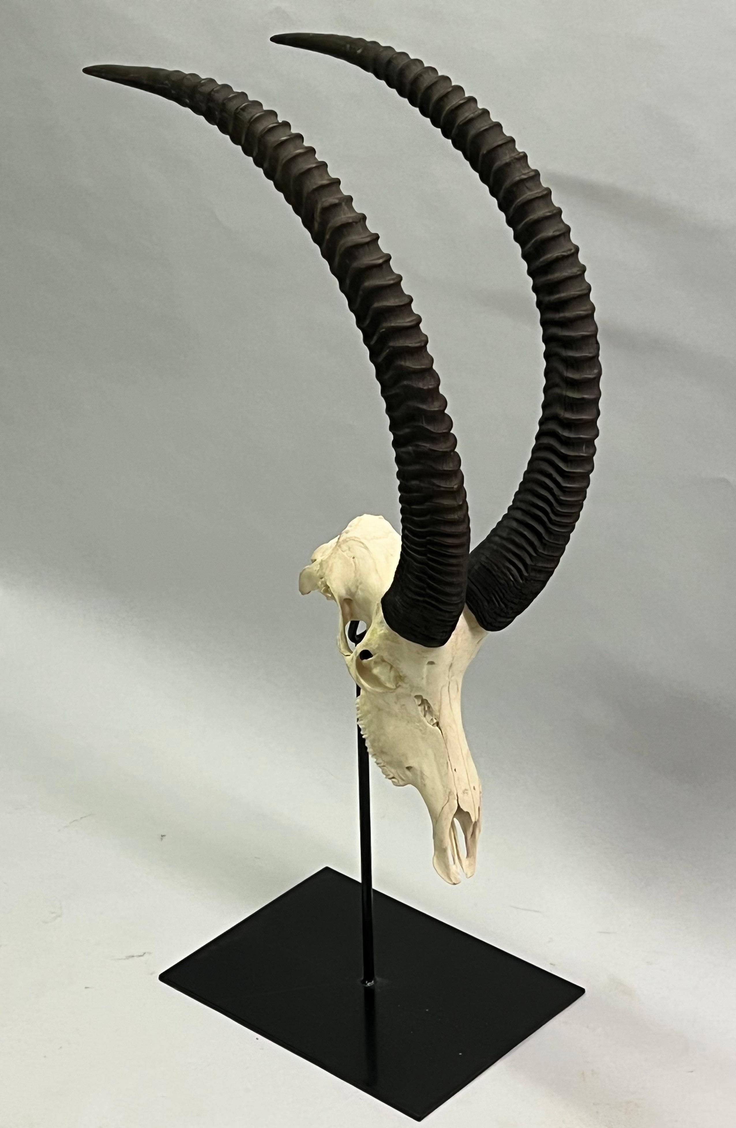 1 Großer montierter Antelopesknoten mit großem geschwungenen, gebogenen Hornen / Geweih (Britisch Kolonial) im Angebot