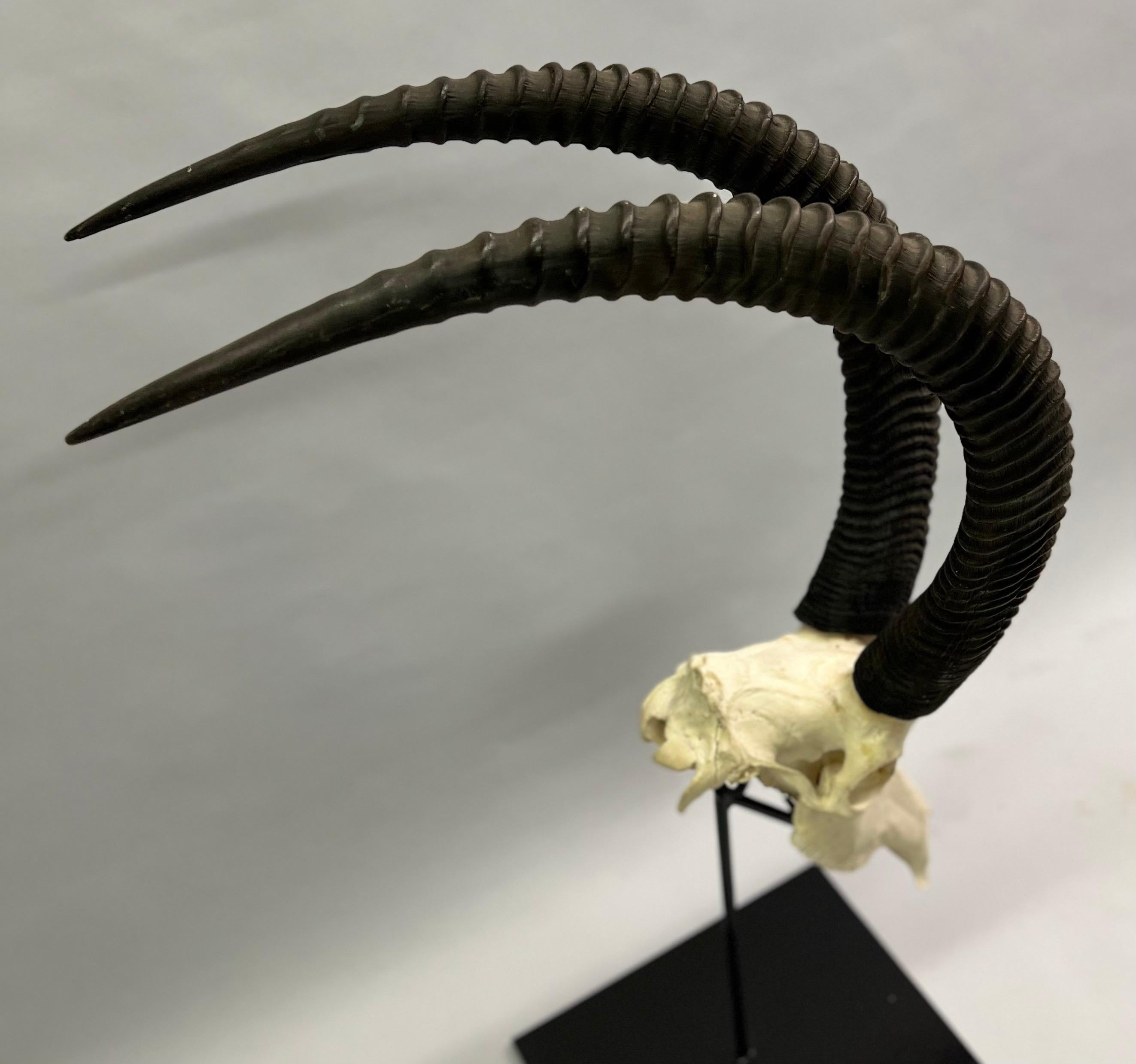 British Colonial 1 Large Mounted Sable Antelope Skull with Large Curved Ringed Horns / Antlers For Sale