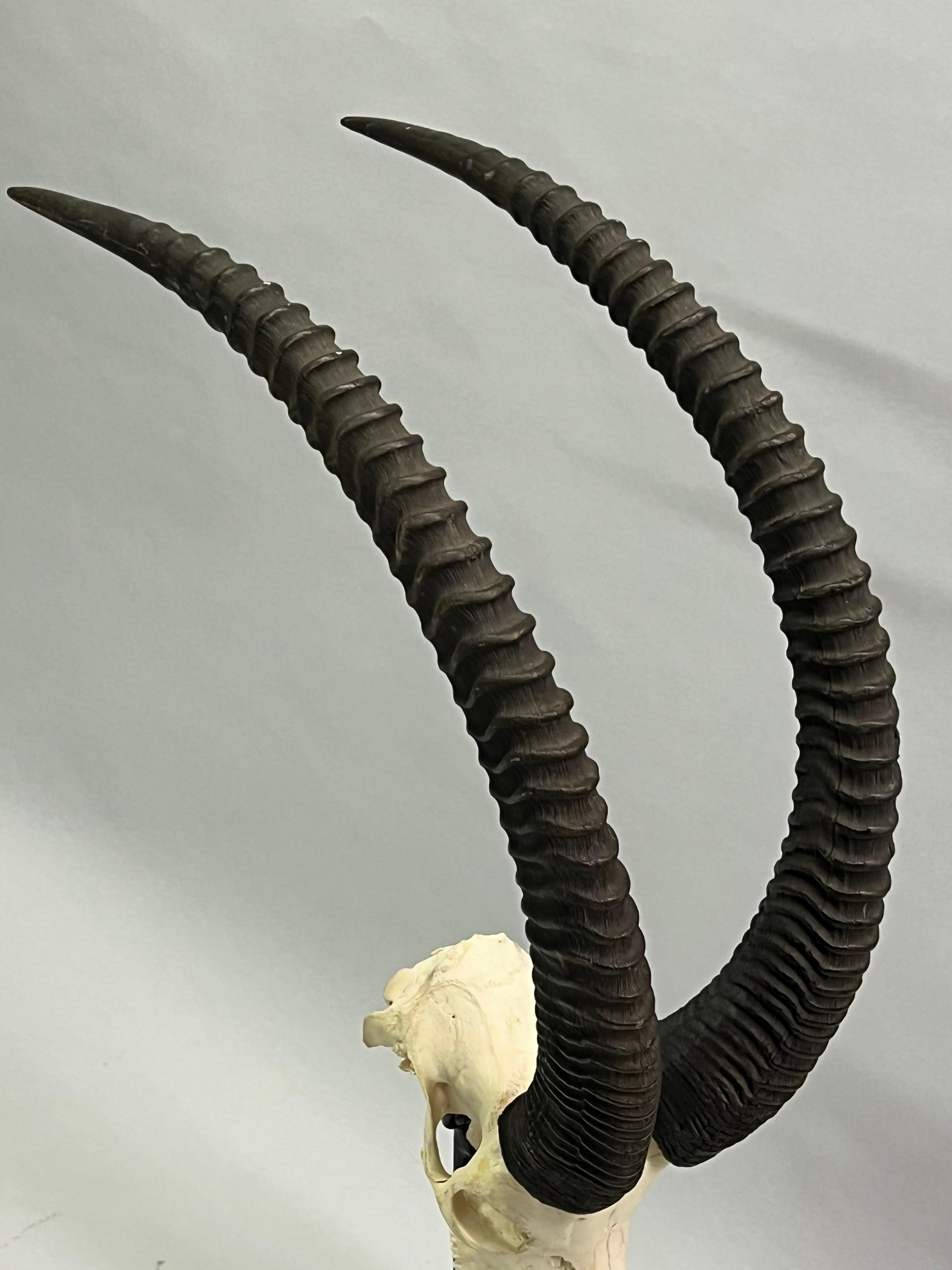 African 1 Large Mounted Sable Antelope Skull with Large Curved Ringed Horns / Antlers For Sale