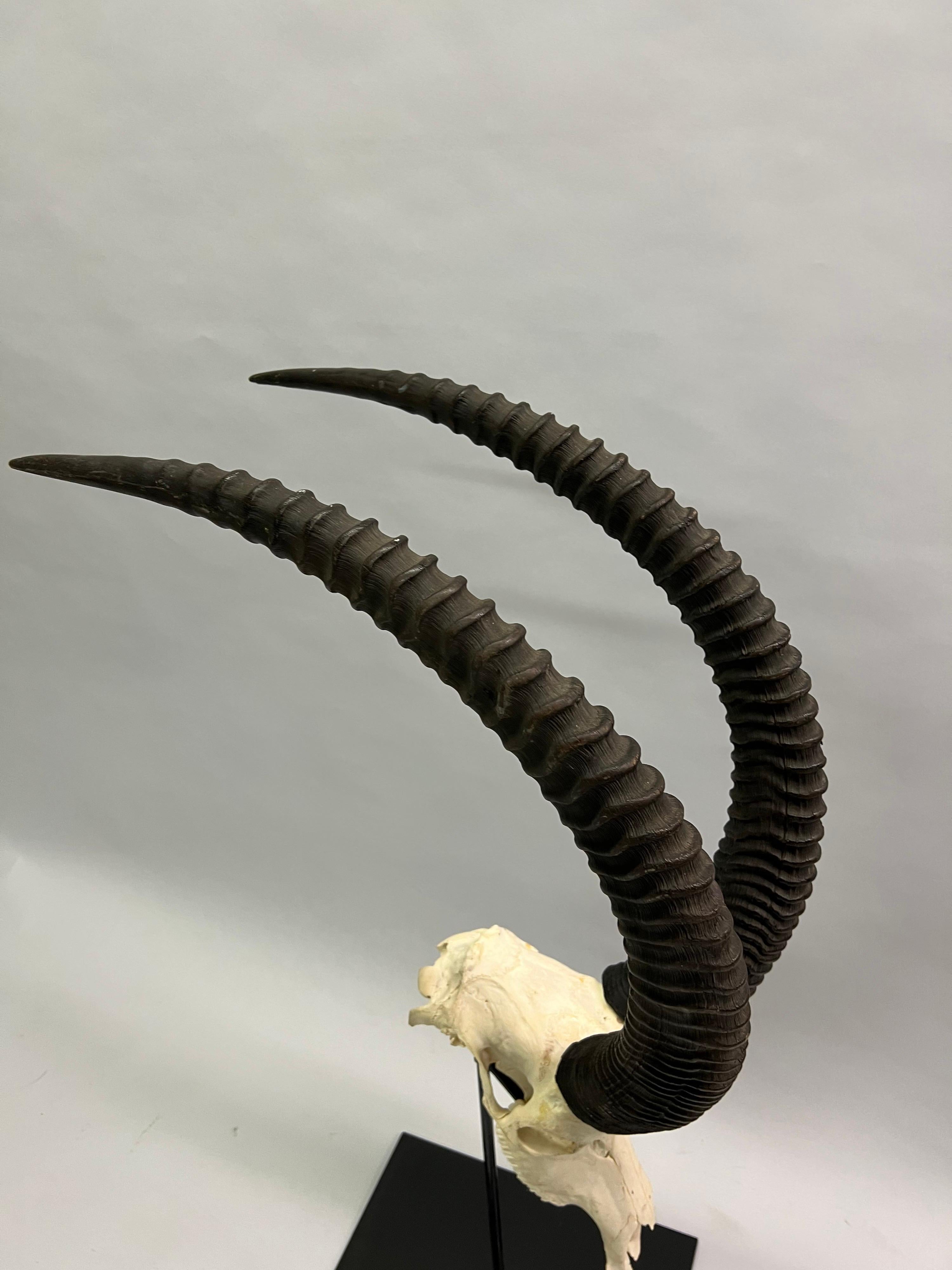 Hand-Crafted 1 Large Mounted Sable Antelope Skull with Large Curved Ringed Horns / Antlers For Sale