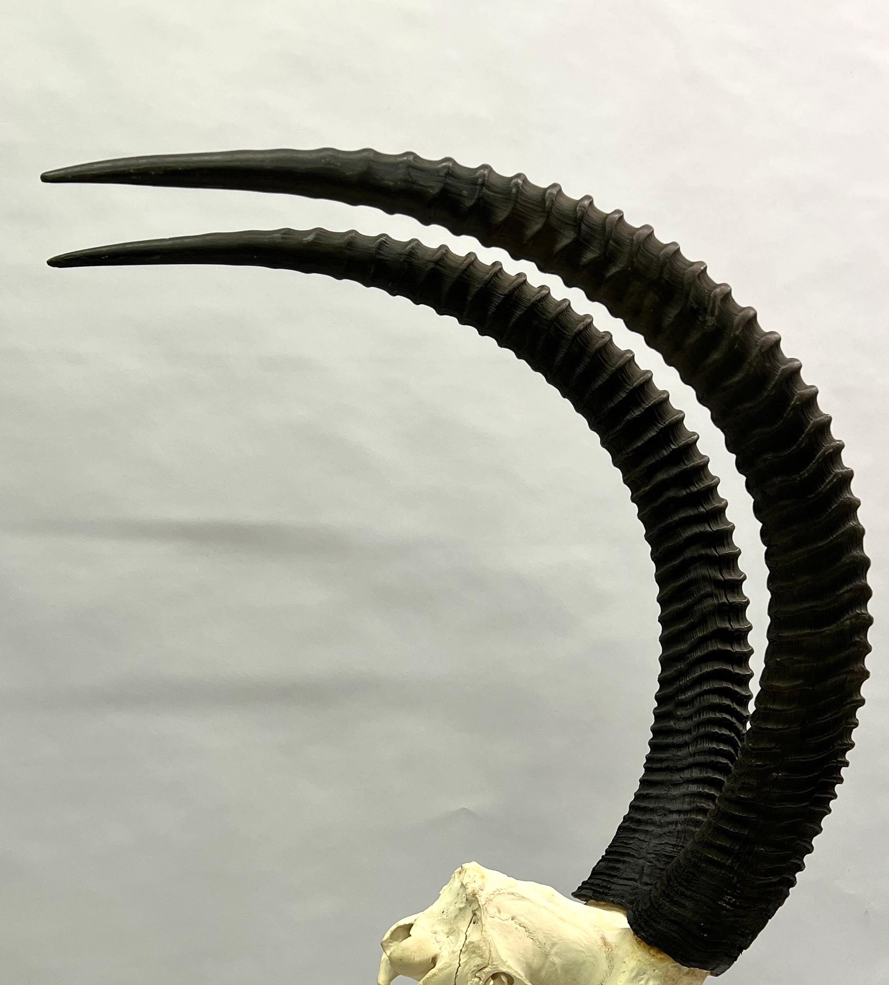 1 Large Mounted Sable Antelope Skull with Large Curved Ringed Horns / Antlers In Good Condition For Sale In New York, NY
