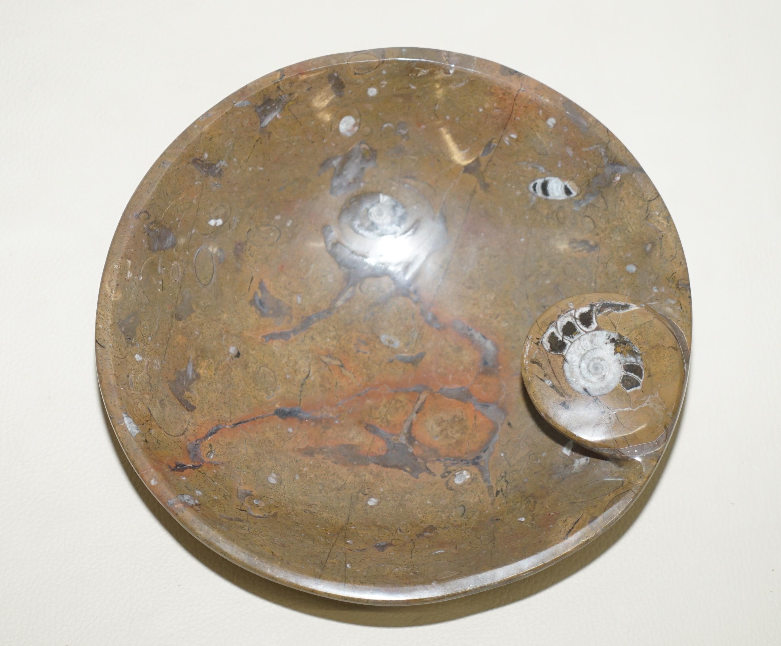 We are delighted to offer this very rare original circa 180+ Million year old Atlas Mountains Morocco Fossil bowl polished to a marble finish

They are truly exquisite, they each have one large fossil to the top and various fossils throughout the