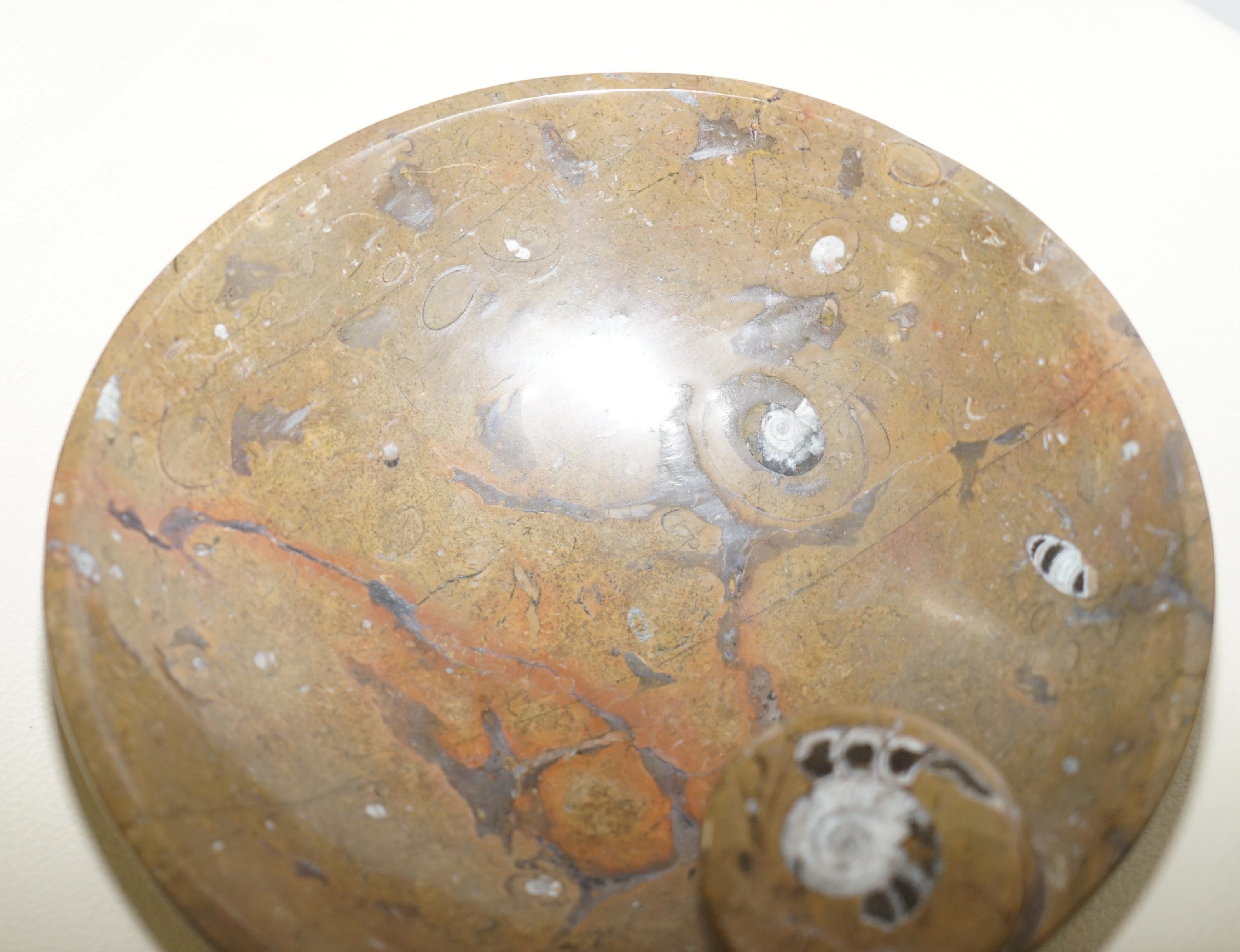 ammonite fossil stone