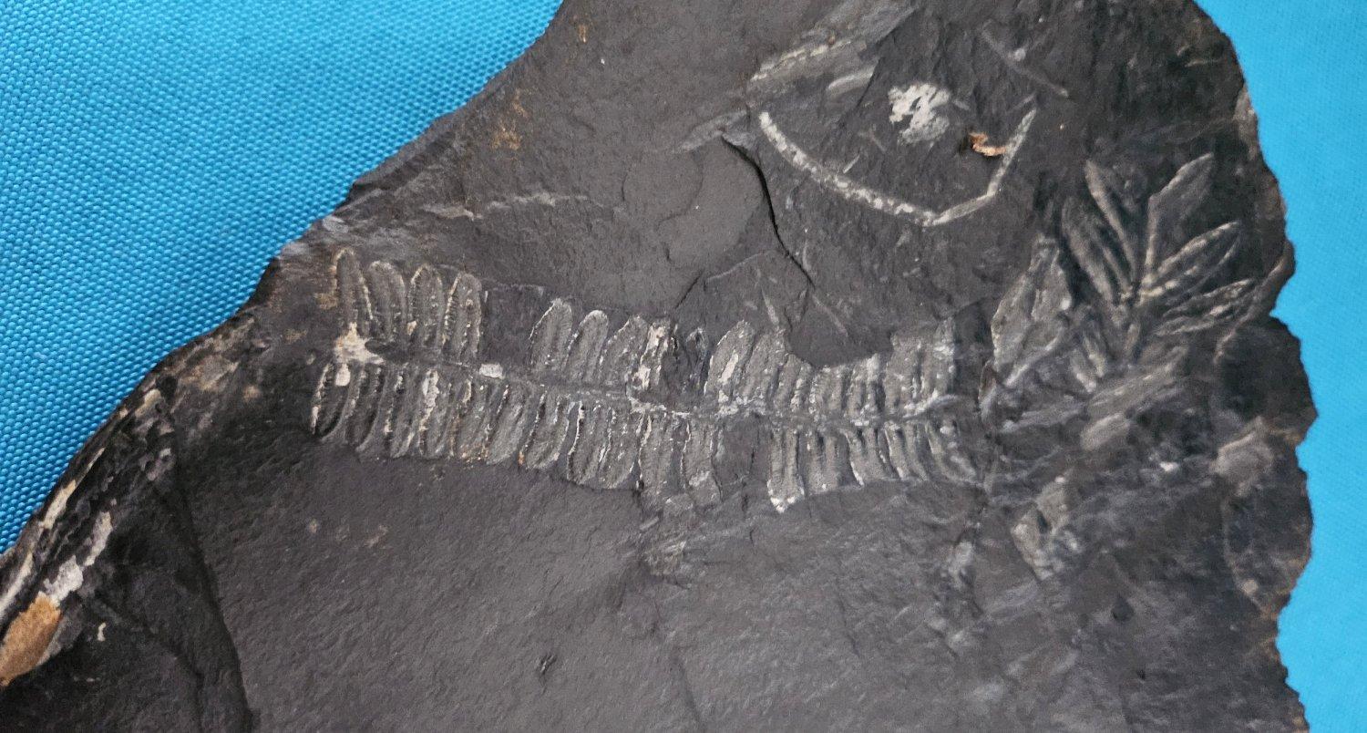 Specimen fossile di felce arborea Nature da 10