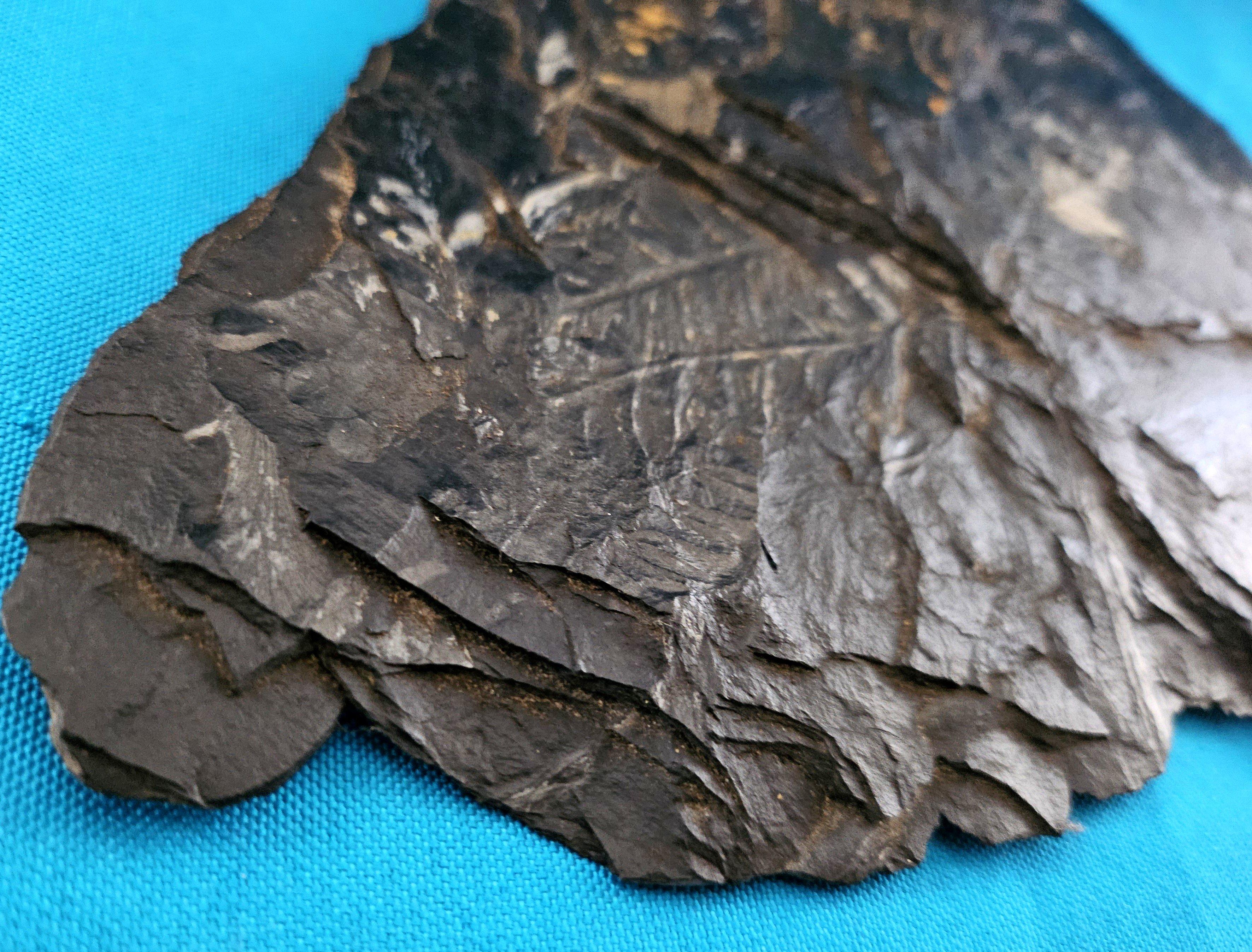 Specimen fossile di felce arborea Nature da 10