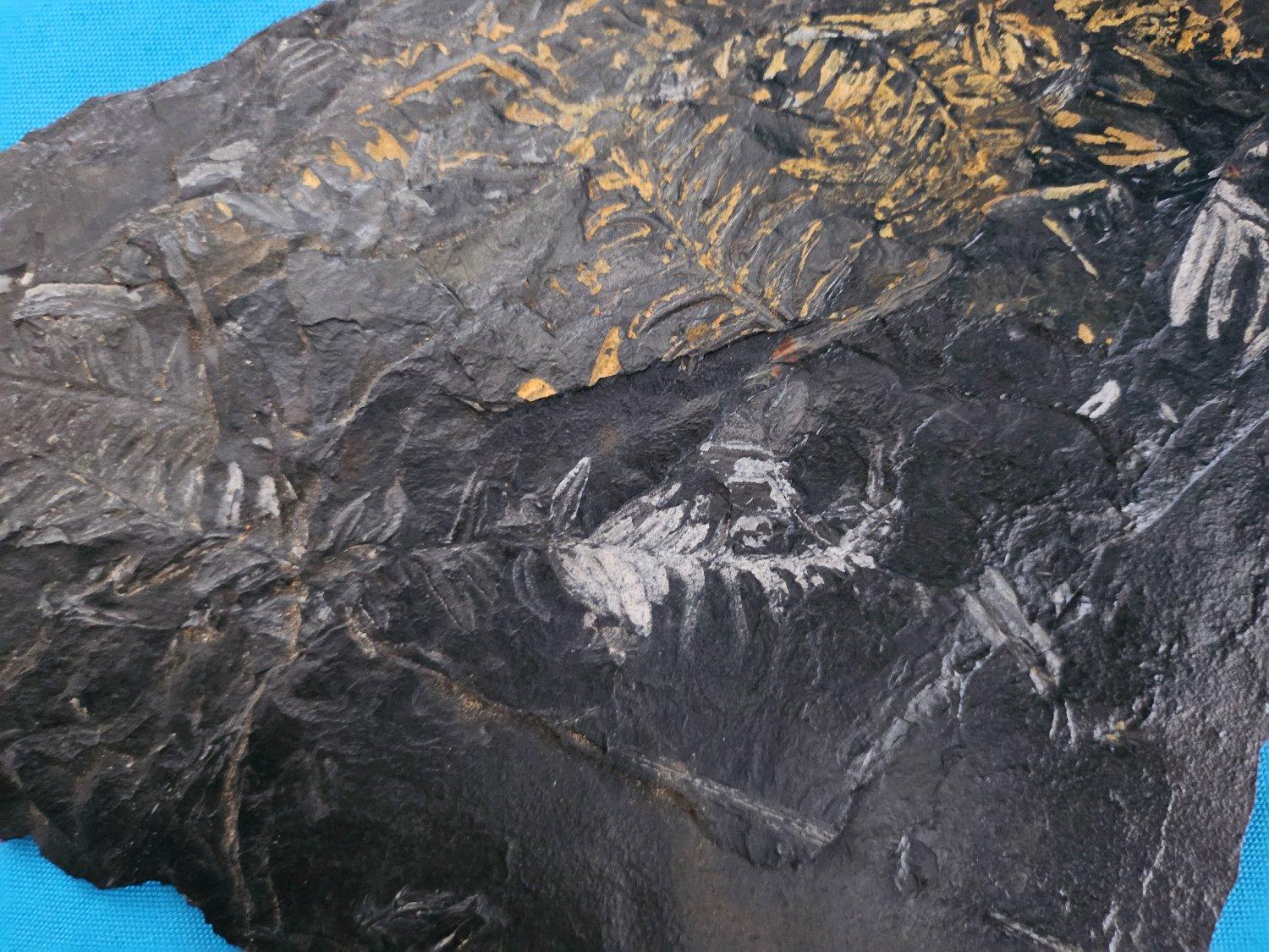 Specimen fossile di felce arborea Nature da 10