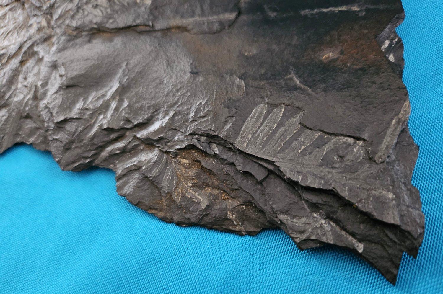 Specimen fossile di felce arborea Nature da 10