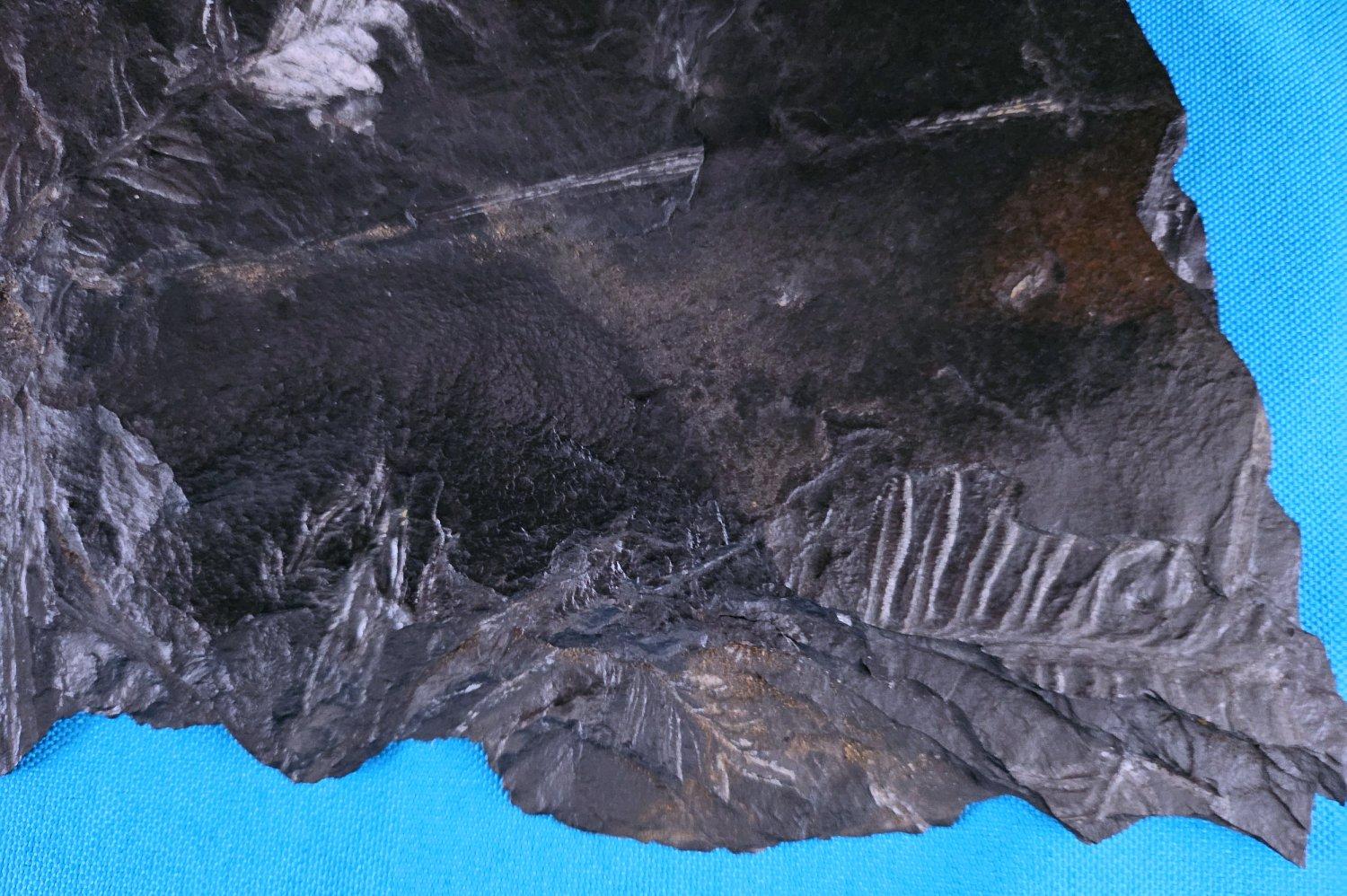 Specimen fossile di felce arborea Nature da 10