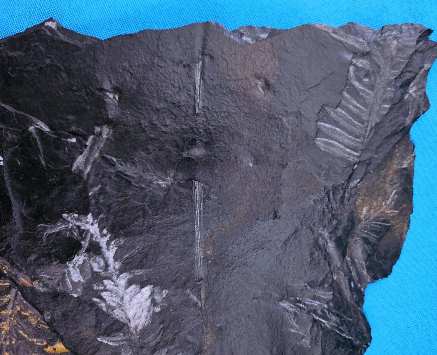 Specimen fossile di felce arborea Nature da 10