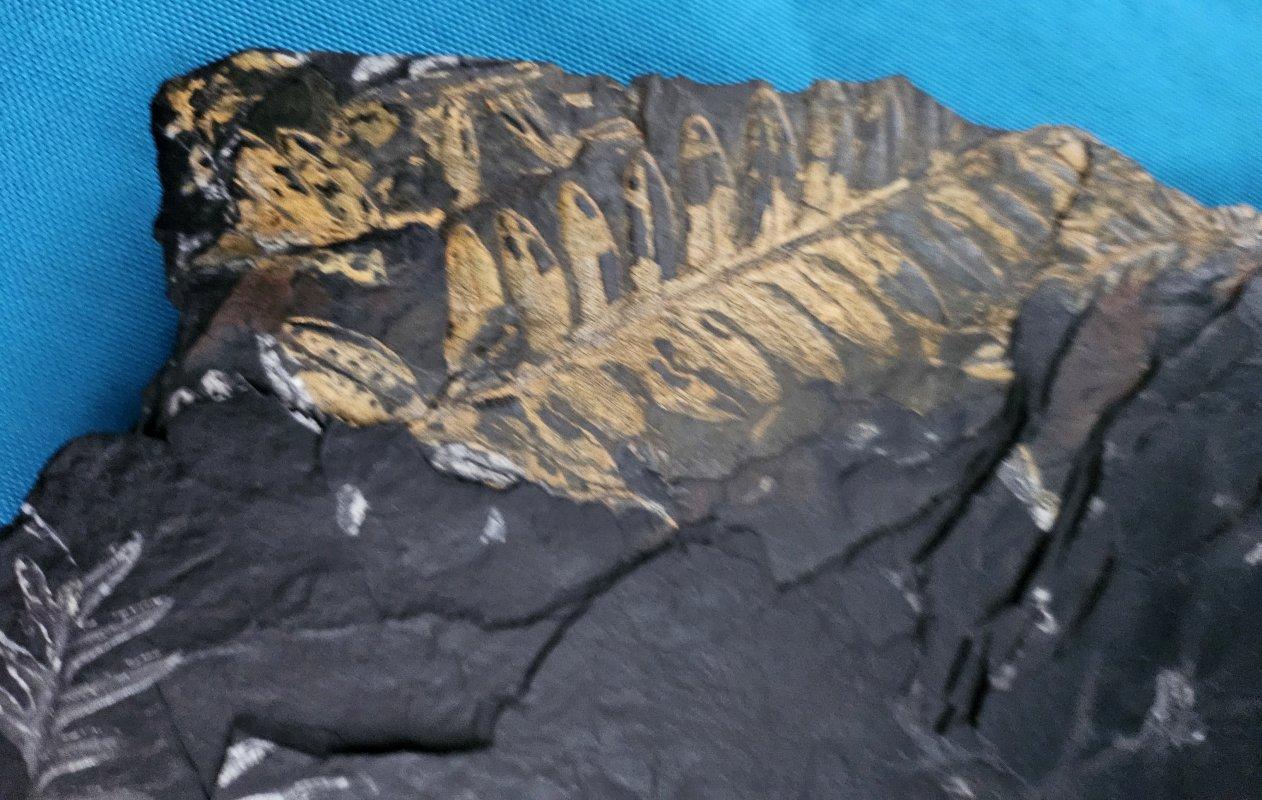 Specimen fossile di felce arborea Nature da 10