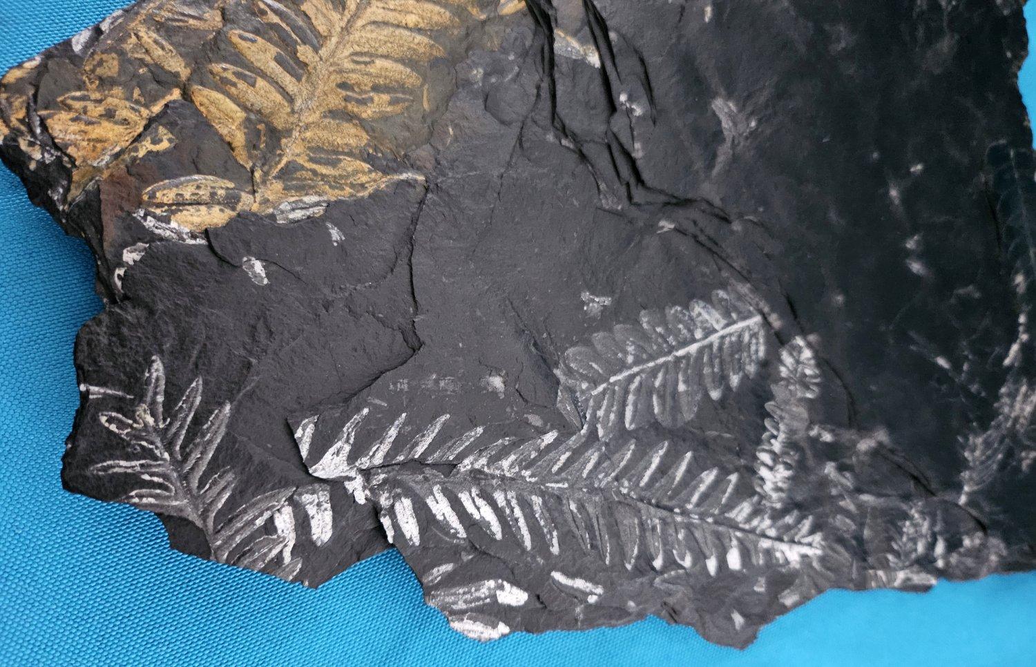 Specimen fossile di felce arborea Nature da 10
