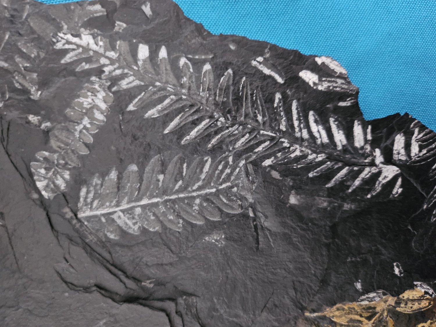Specimen fossile di felce arborea Nature da 10