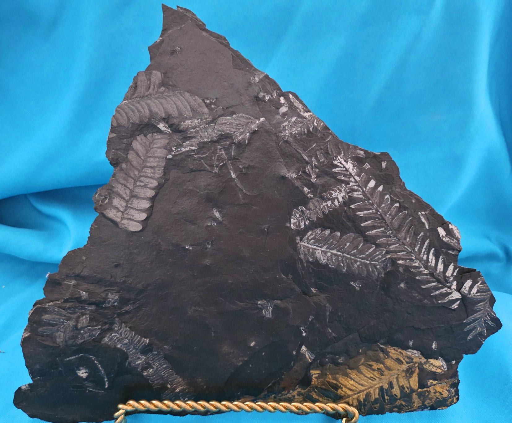 Specimen fossile di felce arborea Nature da 10