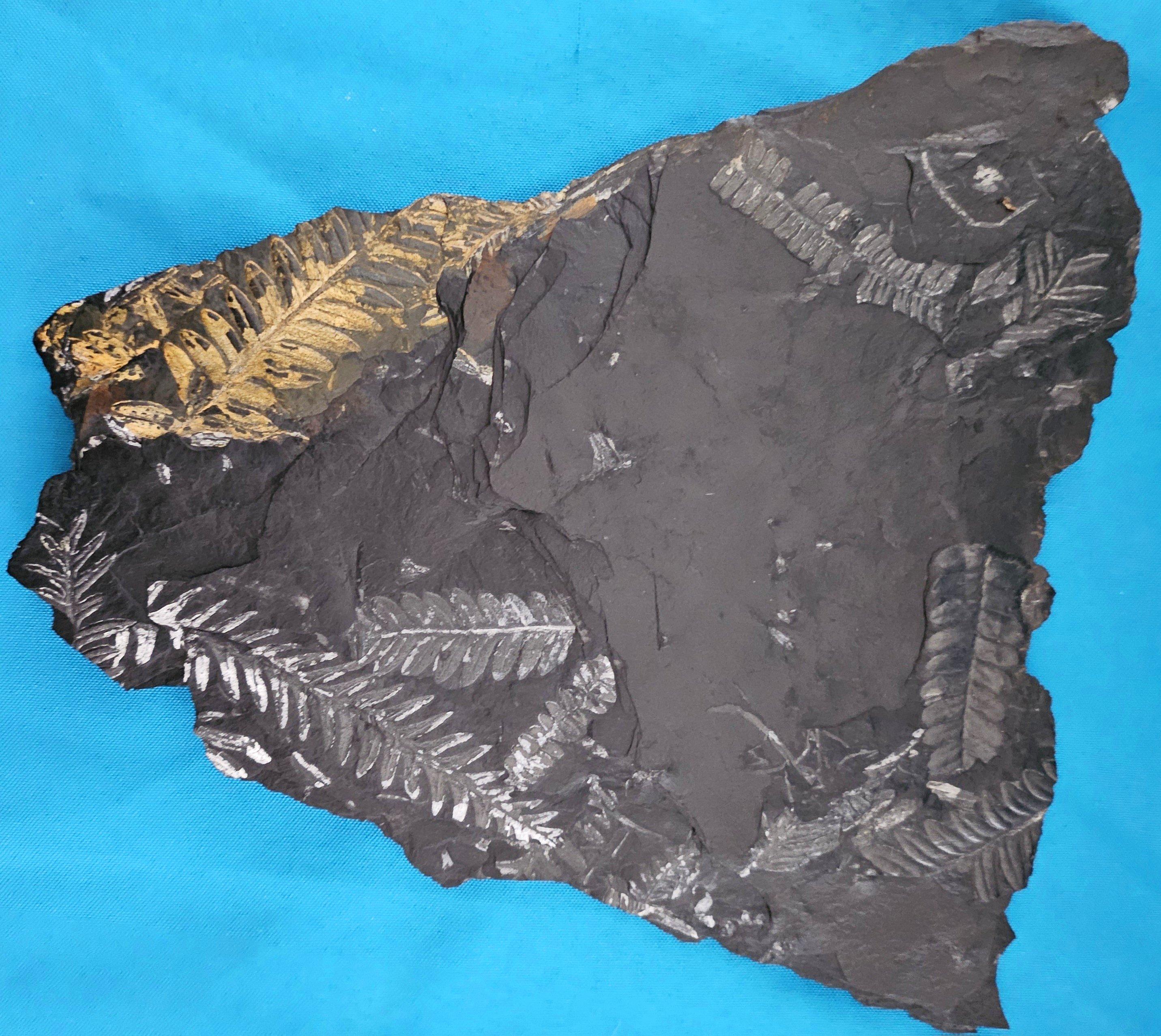Specimen fossile di felce arborea Nature da 10