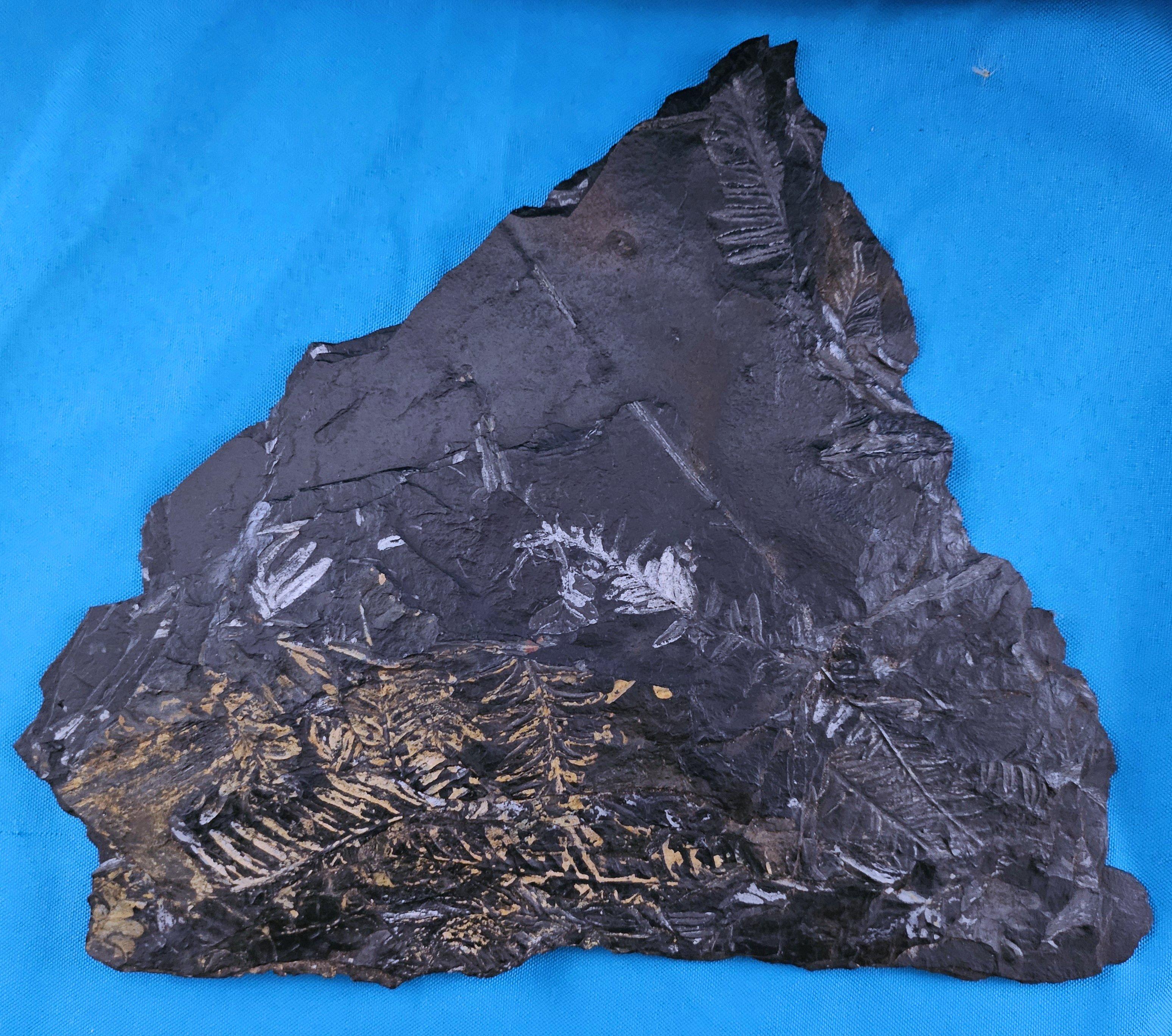 Organico moderno Specimen fossile di felce arborea Nature da 10