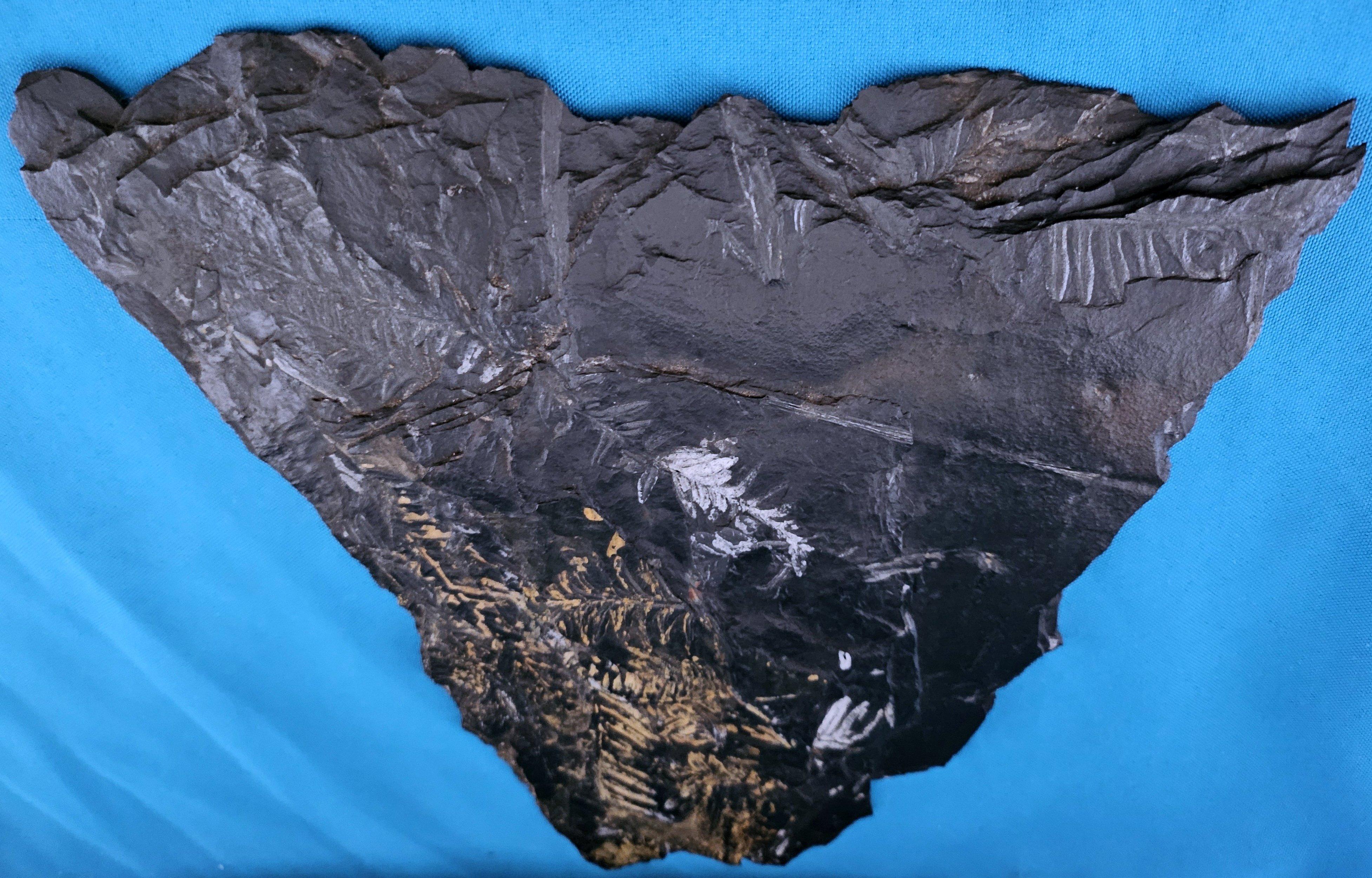 Americano Specimen fossile di felce arborea Nature da 10