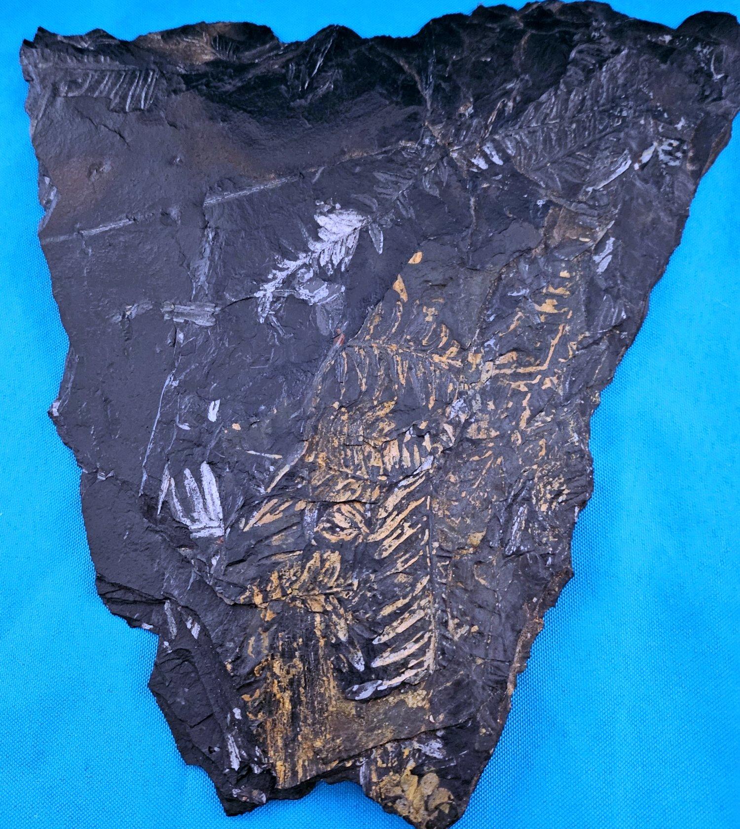 Altro Specimen fossile di felce arborea Nature da 10