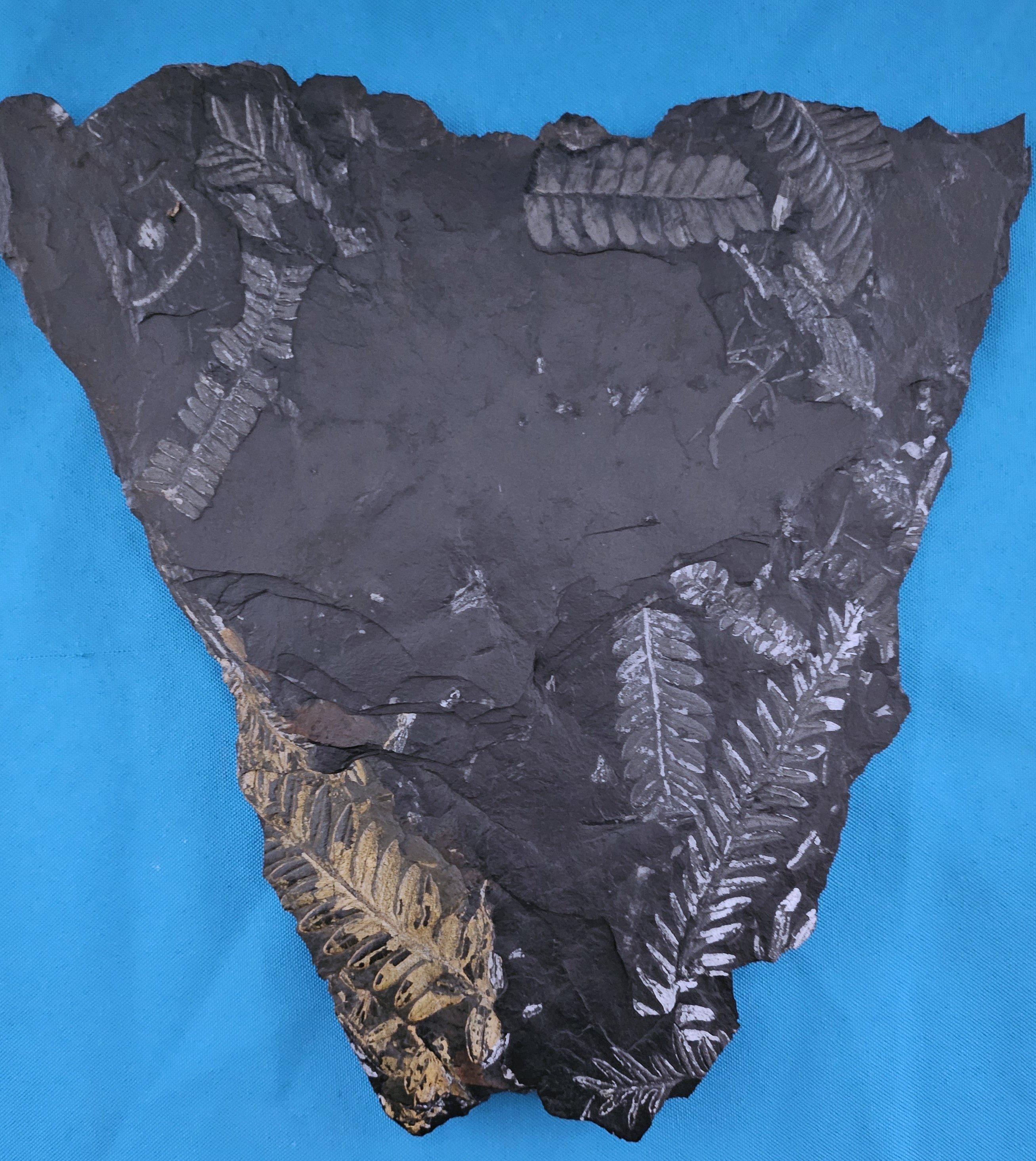 Specimen fossile di felce arborea Nature da 10