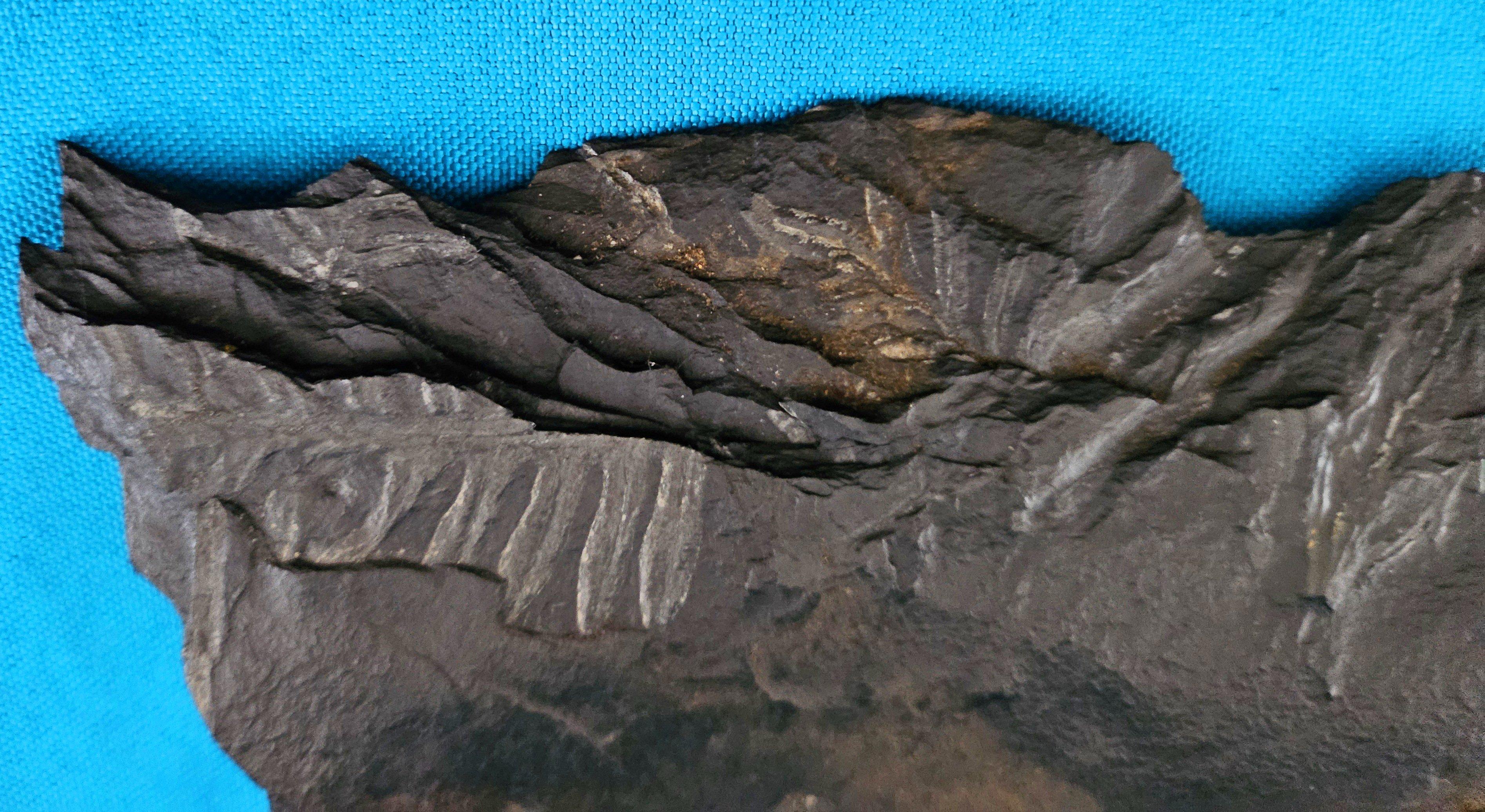 Fino al XVIII secolo Specimen fossile di felce arborea Nature da 10