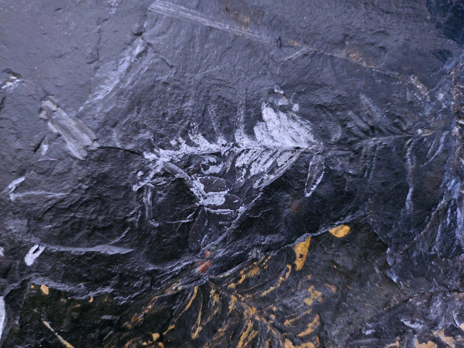 Materiale organico Specimen fossile di felce arborea Nature da 10