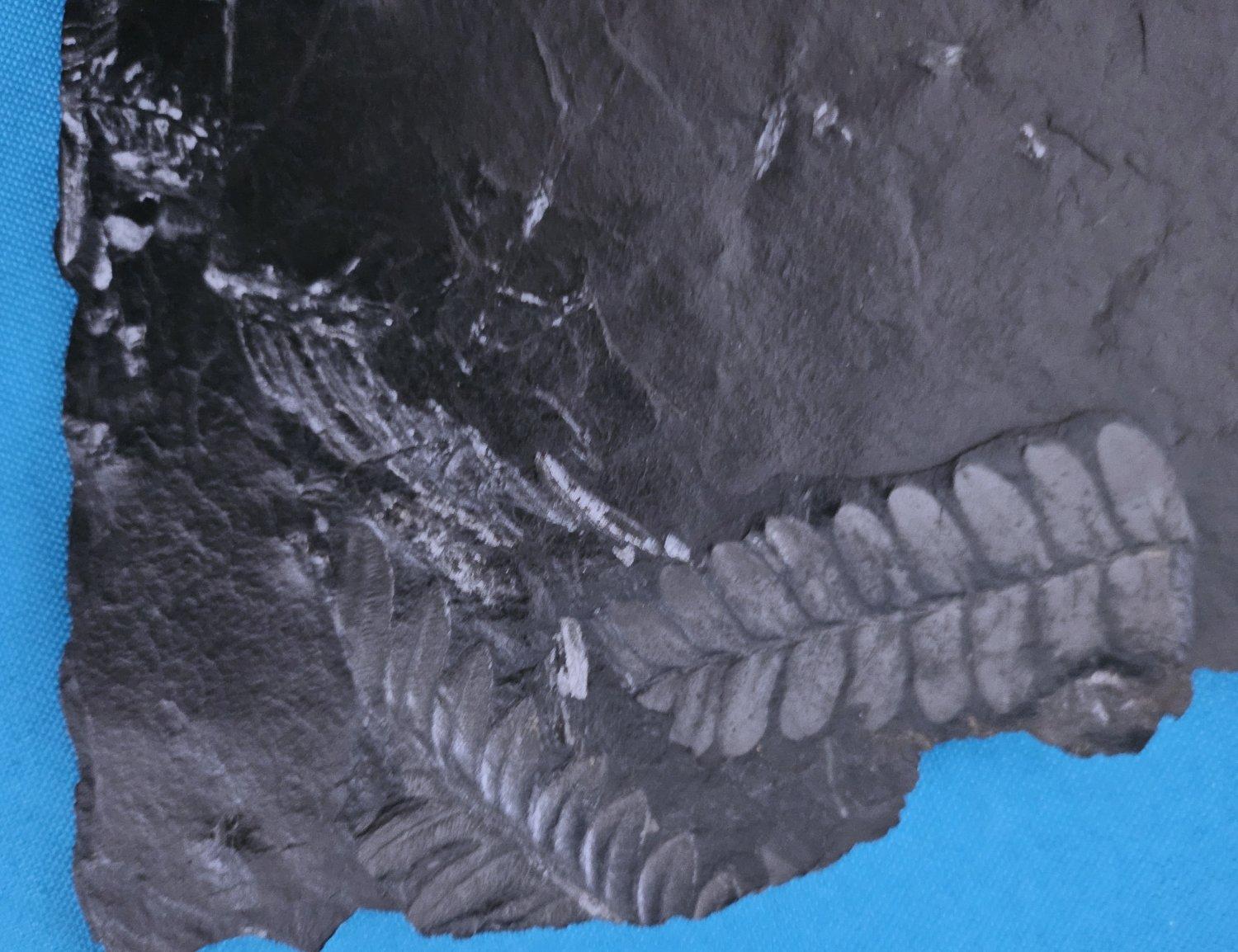 Specimen fossile di felce arborea Nature da 10