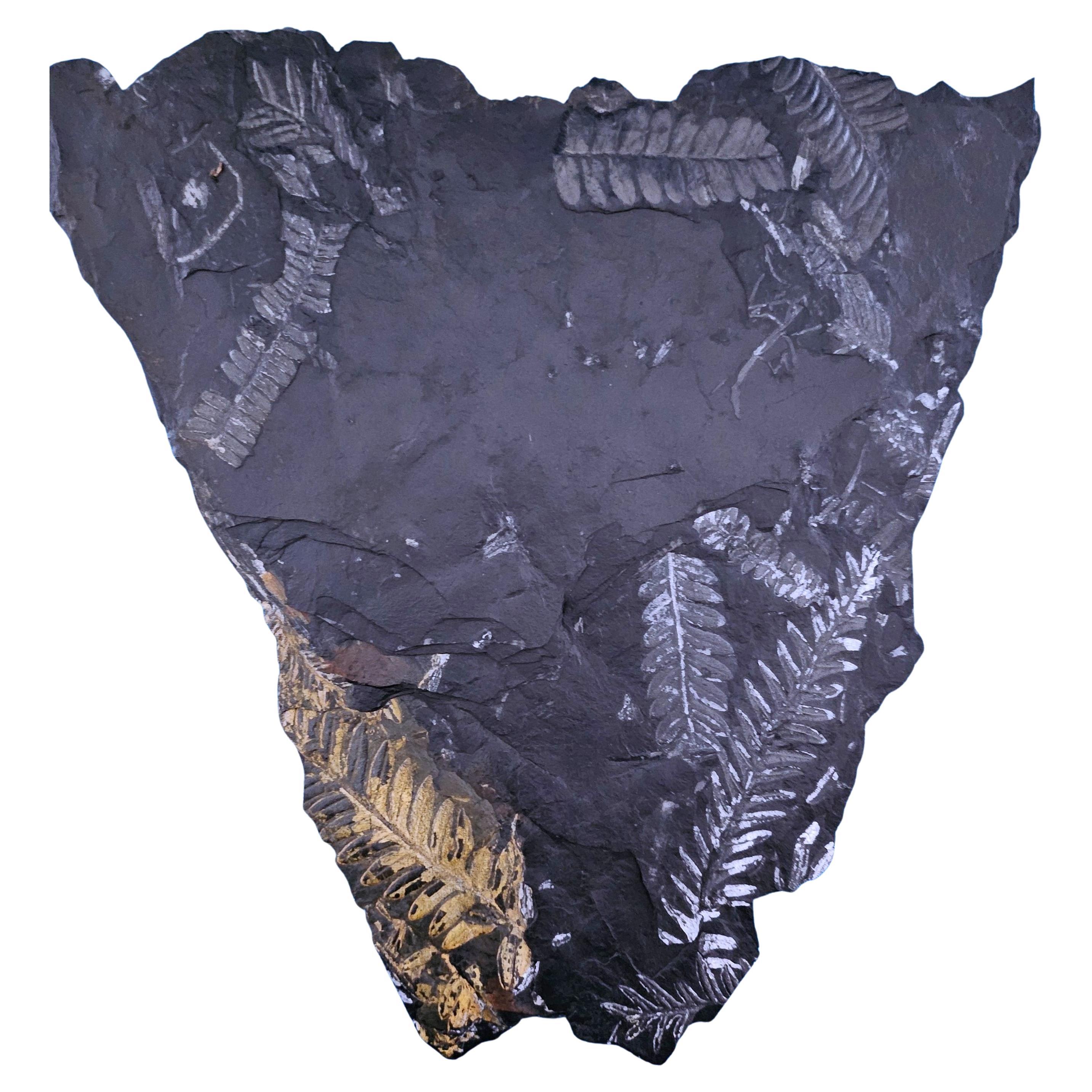 Specimen fossile di felce arborea Nature da 10" Alethopteris e Neuropteris in vendita
