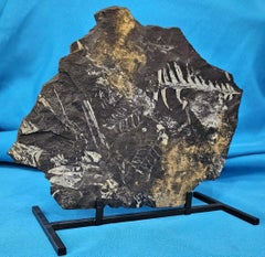 10" Neuropteris Species Natural Tree Fern Fossil Specimen, 305 million yrs