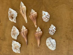 10 pcs Sea Shell Cardholders Tableware