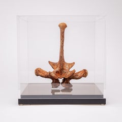 Brown Fossil Eosuchus Crocodile Vertebrae in Acrylic Custom Box