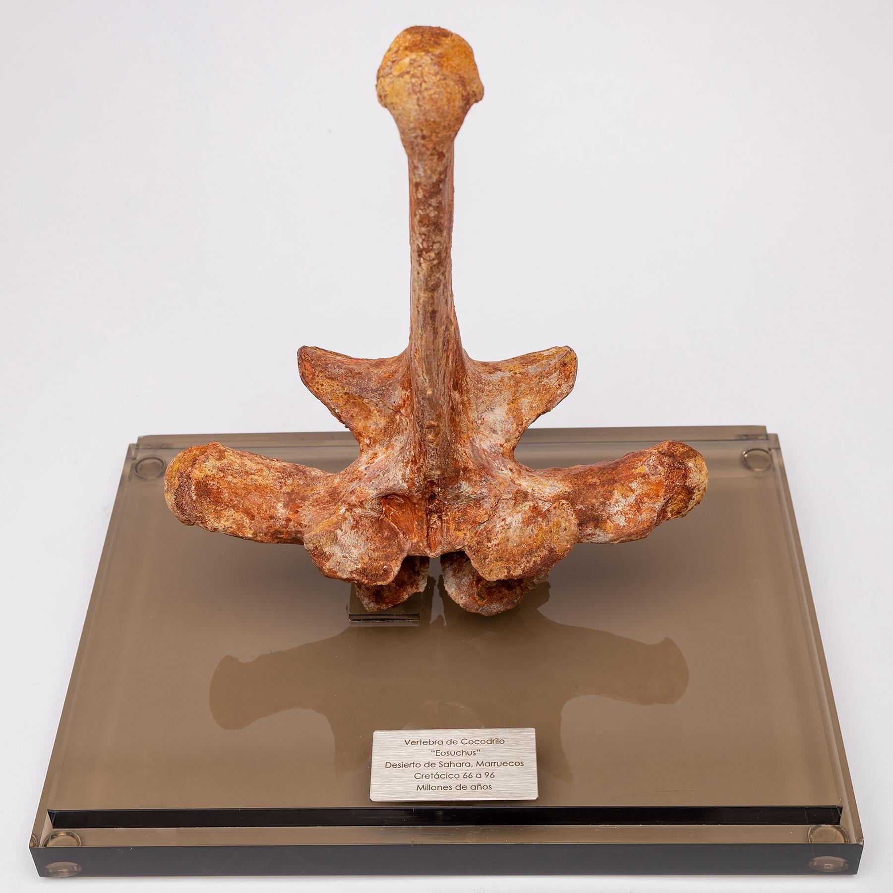 Contemporary Brown Fossil Eosuchus Crocodile Vertebrae in Acrylic Custom Box