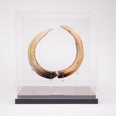 1000 Years Old Sub-Fossil Madagascar Hippopotamus Tusks in Acrylic Box