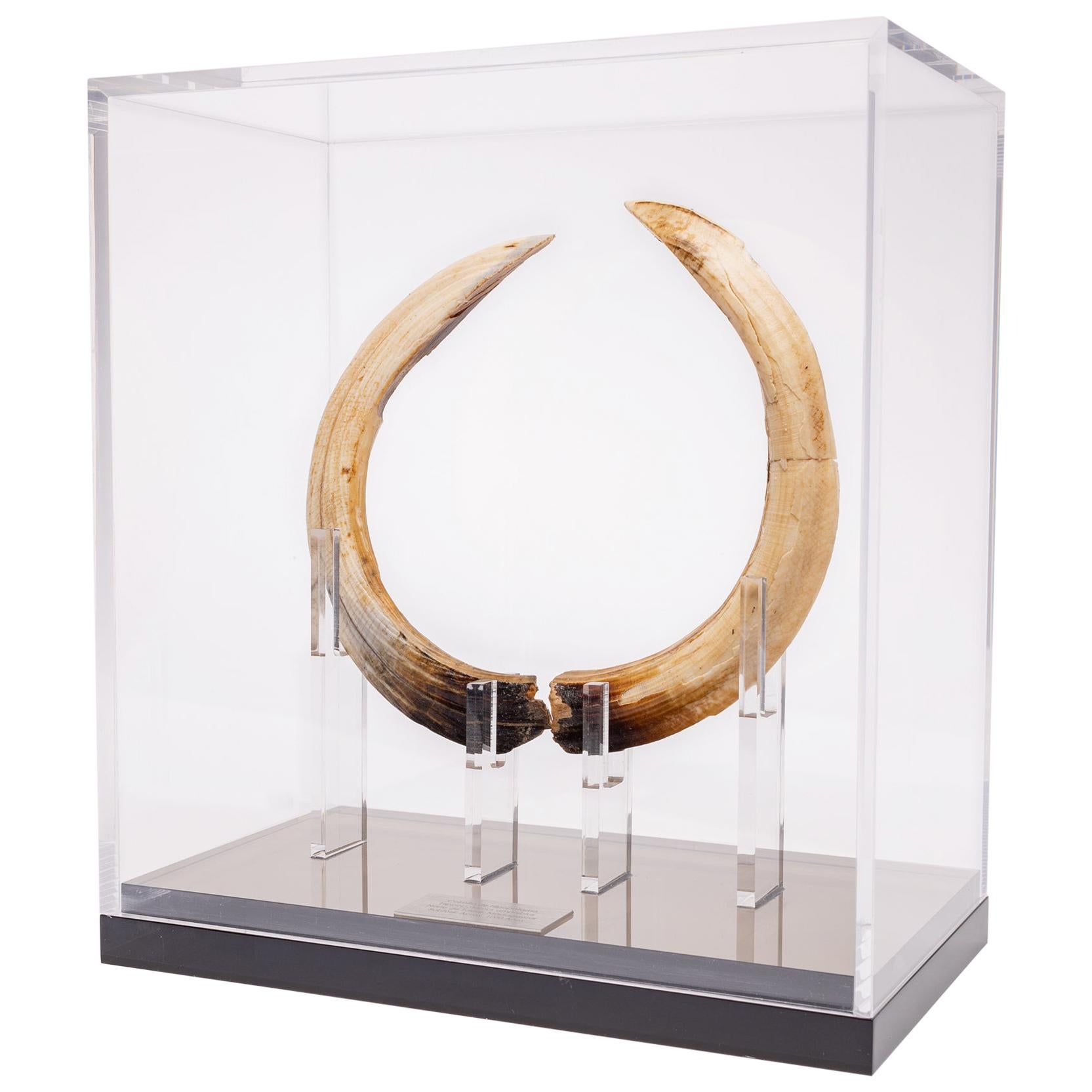1000 Years Old Sub-Fossil Madagascar Hippopotamus Tusks in Acrylic Box