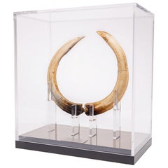 1000 Years Old Sub-Fossil Madagascar Hippopotamus Tusks in Acrylic Box