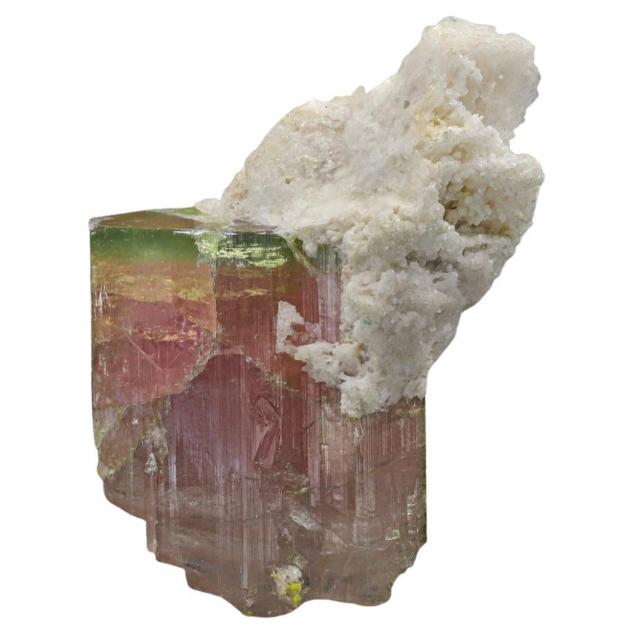 Magnifique tourmaline bicolore de 101,35 carats avec Albite d'Afghanistan