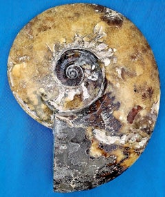 10.75" Polished Ammonite Shell Fossil Cleoniceras Species, 100 million+ yrs old